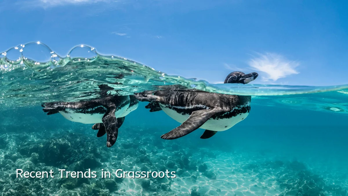 Recent Trends in Grassroots